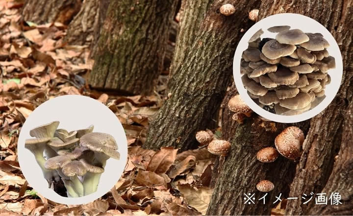 きのこ