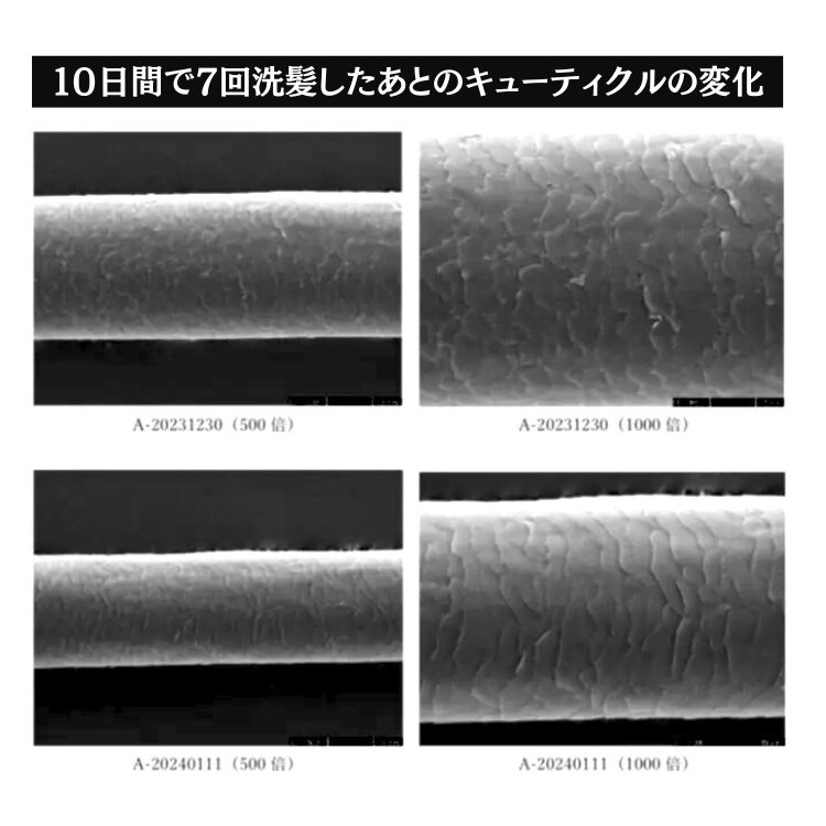 キューティクルの変化